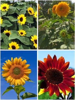 BSARKAR 4 variety sunflower seed combo offer Seed