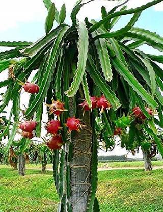 wequality Red Dragon fruit seeds for home plant 100% germinate Seed