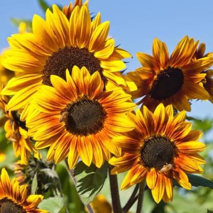 BDSresolve Sunflower seeds for garden PACK OF 24 Seed