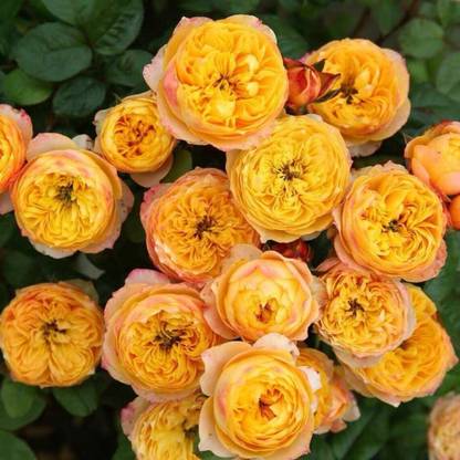 VibeX Rose “Golden Vuvuzela” Coral Yellow Orange Seed