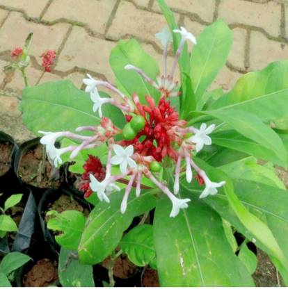 usdeepar retail Sarpagandha, Rauvolfia Serpentina, Indian Snakeroot Seed