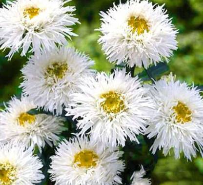 VibeX GUA-83 - Chrysanthemum Leucanthemum - (90 Seeds) Seed