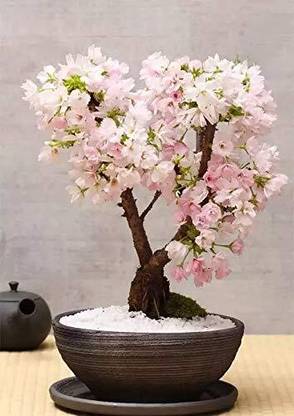 NooElec Seeds India 50 Seeds-Dwarf Japanese Sakura Seeds. Rare Japanese Cherry Blossoms Flower Seed