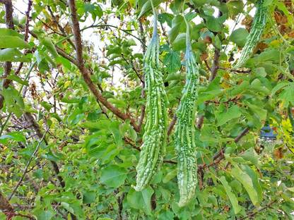 ActrovaX Lonng Bitter Gourd/Karela/Pavakai [3200 Seeds] Seed