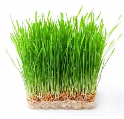 VibeX VXI-432-Pure Narural Grown Wheatgrass Seed