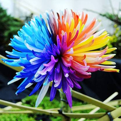 CYBEXIS XL-29 - Rainbow Chrysanthemum - (30 Seeds) Seed