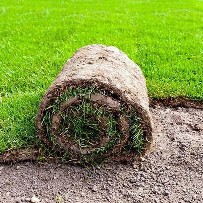 PMA Mexican Lawn Grass, Grass Seed for Gardening, Lawn Grass Seed