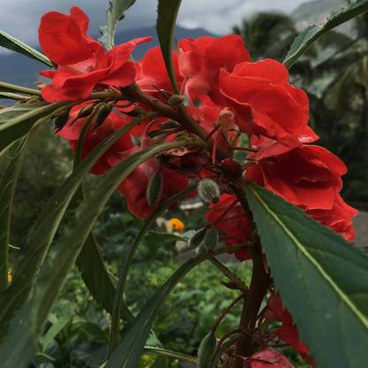 SAMS AGRO Red Balsam Flower Seeds Camellia Kudalu Seed