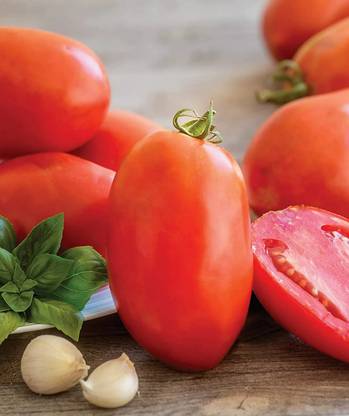 Quentova Gladiator Red Slicing Paste Tomato 1gm Seeds Seed