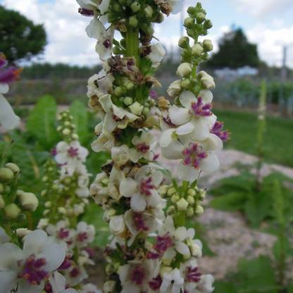 CYBEXIS Verbascum, Snowy Spires-50 Seeds Seed