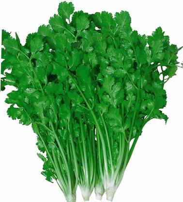 KNESSiN Slow Bolt Cilantro, Heirloom,, Coriander Seed