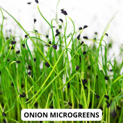 VibeX ® XLR-1108 ONION MICROGREEN SEEDS Seed