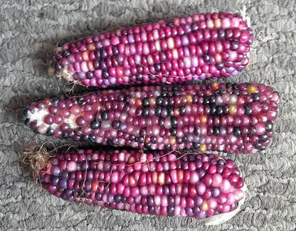 VibeX ® LXI-726 MINI PURPLE GLASS GEM CORN Seed