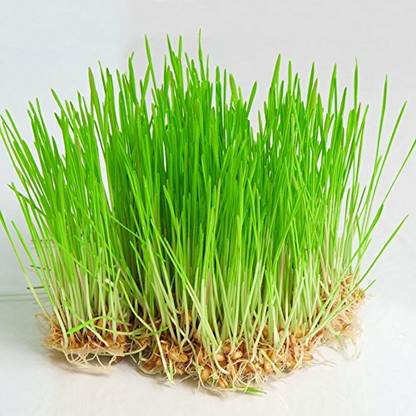 VibeX ® VXI-18-Rare Desi Wheat Seeds Variety For Growing Wheatgrass Seed