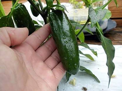 Qualtivate ICRA-5A Jalapeno Pepper Seed