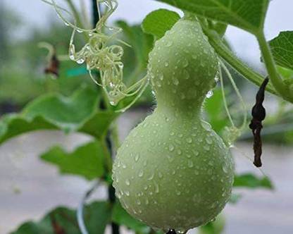 VibeX ATS-33 - Bottle Gourd (Lagenaria siceraria) - (300 Seeds) Seed