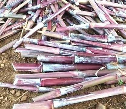 NATURE FARM AUSTRALIAN RED NAPIER GRASS STICKS Seed