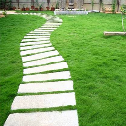 PMA Mexican Lawn Grass, Grass Seed for Gardening, Lawn Grass Seed