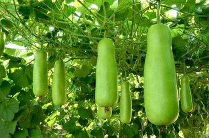 BDSresolve hybrid long bottle gourd seeds for plant/lauki seeds 33 Seed