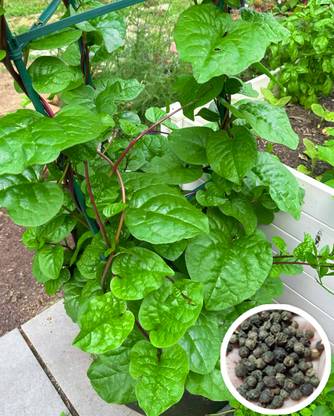 Seedsilk Store Poi Saag Seeds | Pui Shak (Malabar Spinach) Seed