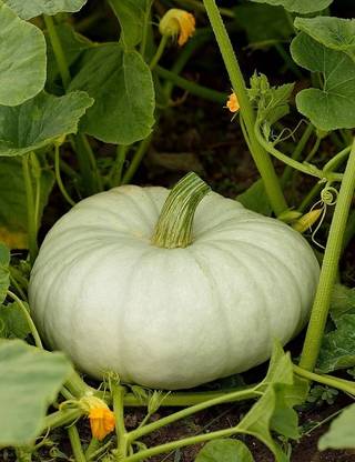 Arshiayat Desi White Pumpkin seed,Safed Kaddu/Sada Kumro Vegetable Seed for Kitchen Garden Seed