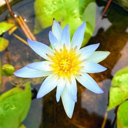 ibains Water lily seeds Seed
