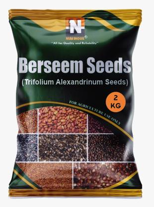 Numinous Berseem, Trifolium Alexandrinum, Egyptian clover, Multi cut, King of Fodder Grass Seed