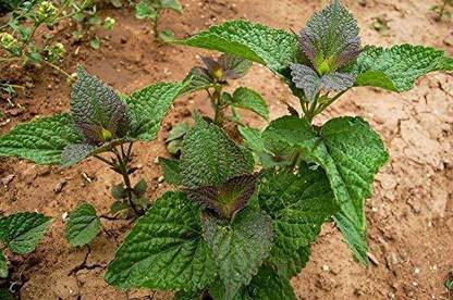 VibeX LXI-22 - Anise Hyssop (Agastache foeniculum) - (150 Seeds) Seed