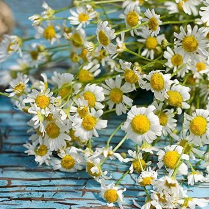 VibeX ® RXI-51 Roman Chamomile Seed Seed