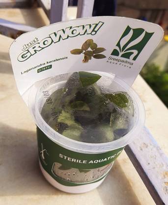 ANAND LAGENANDRA KERALENSIS Seed