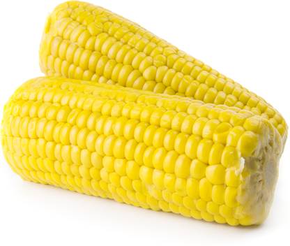 CEZIUS Indian Sweet Corn (Makka) (मक्का के बीज) Seed