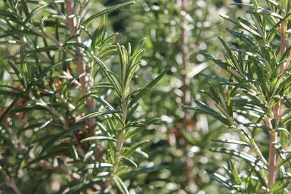 VibeX VVI-21 - Rosemary Rosmarinus officinalis - (250 Seeds) Seed