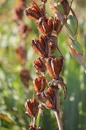 greenfarm Gladiolus Mix Color Flower Bulbs seeds (28 seeds) a294 Seed