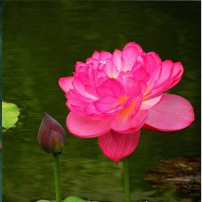 VibeX ® XLR-178 Lotus Seeds Nelumbo nucifera Seed