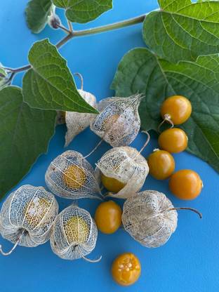 QALANDAR Poha Berry/Physalis peruviana/Cape Gooseberry Seed