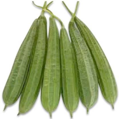 CYBEXIS HUA-31 - Desi Ridge Gourd Vegetable - (100 Seeds) Seed