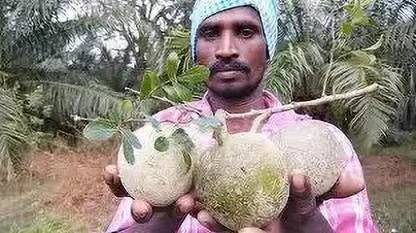 Aro Wood apple, Bel fruit, Kaitha, Katbel, Beal Fruit Seed