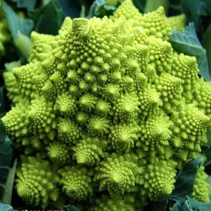 VibeX PAU-62 - Romanesco Broccoli - (150 Seeds) Seed