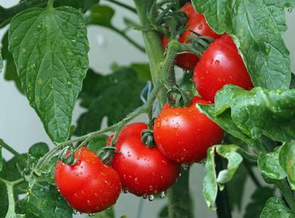 CYBEXIS Swarna Hybrid Tomato-250 Seeds Seed