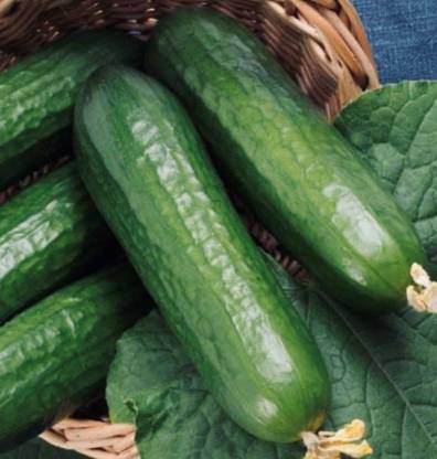 WHYGI Cucumber Seeds- BEIT Alpha CMR/MMR | Non-GMO | Fresh Garden Seeds-CuC_1573 Seed
