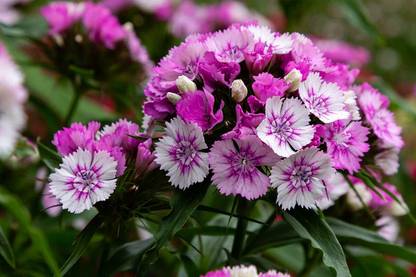 Nodoc Exotic sweet william Seed