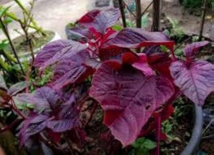 BJUBAS All Season Spinach Seeds pack of 1164 Seed