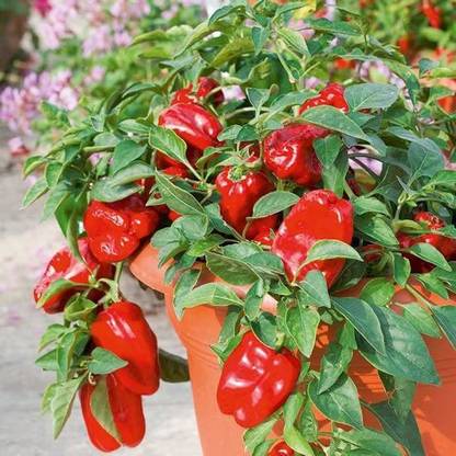 VibeX PAU-11 - CAPSICUM Big Red Chili Pepper - (150 Seeds) Seed