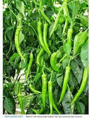 greenfarm XZCI- Chilli Seeds / Mirchi Seeds Organic , imported 500 X seeds ,zx32 Seed