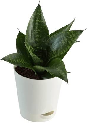 sealok snake plant Seed