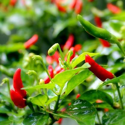 DeodarSeeds "Prik Kee Noo" Thai Chili Pepper Seed