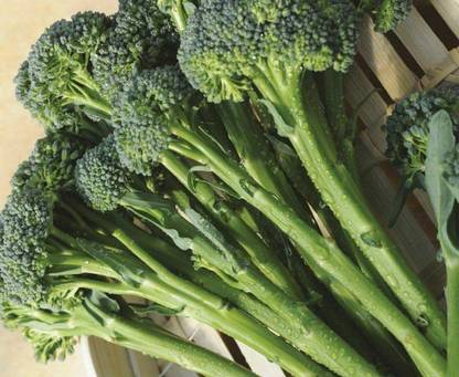 CYBEXIS Seeds of Broccoli (Tenderstem) Inspiration F12000 Seeds Seed