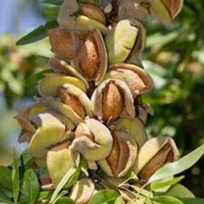 VibeX ® VXI-24 Almond/Badam/Sweet Almond Seeds Seed