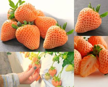 M-Tech Gardens Rare Hybrid Strawberry " Momo Ichigo " Exotic 30 Seed