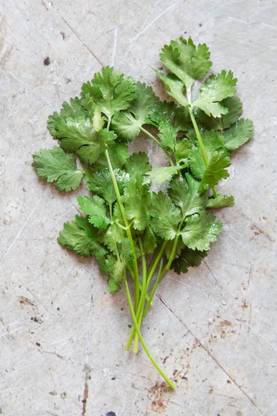 ZIXA Green leafy herb coriander Seed